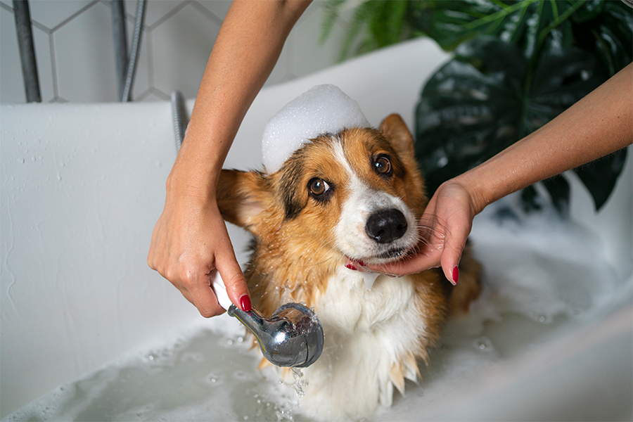 How to Clean Your Dog Petterm