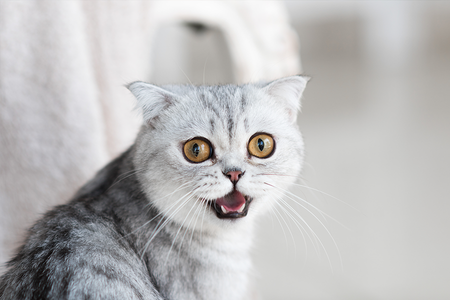Why are Cats Always Angry? - Petterm
