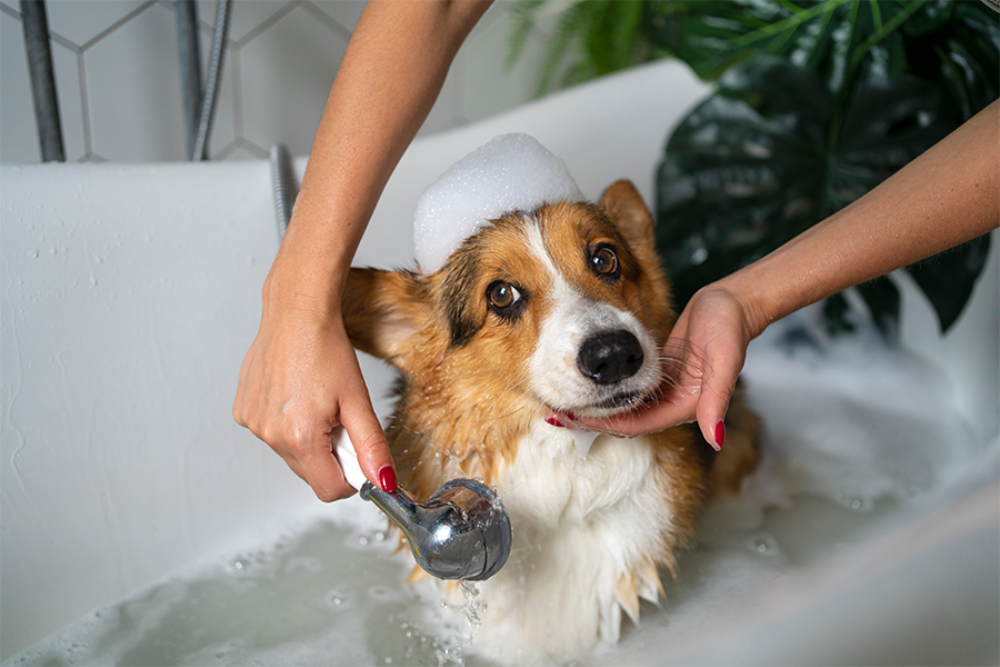 How to Clean Your Dog - Petterm