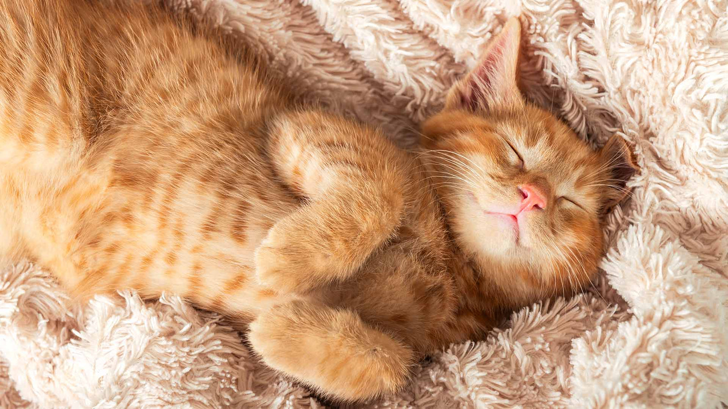 Where Do Cats Prefer to Sleep?
