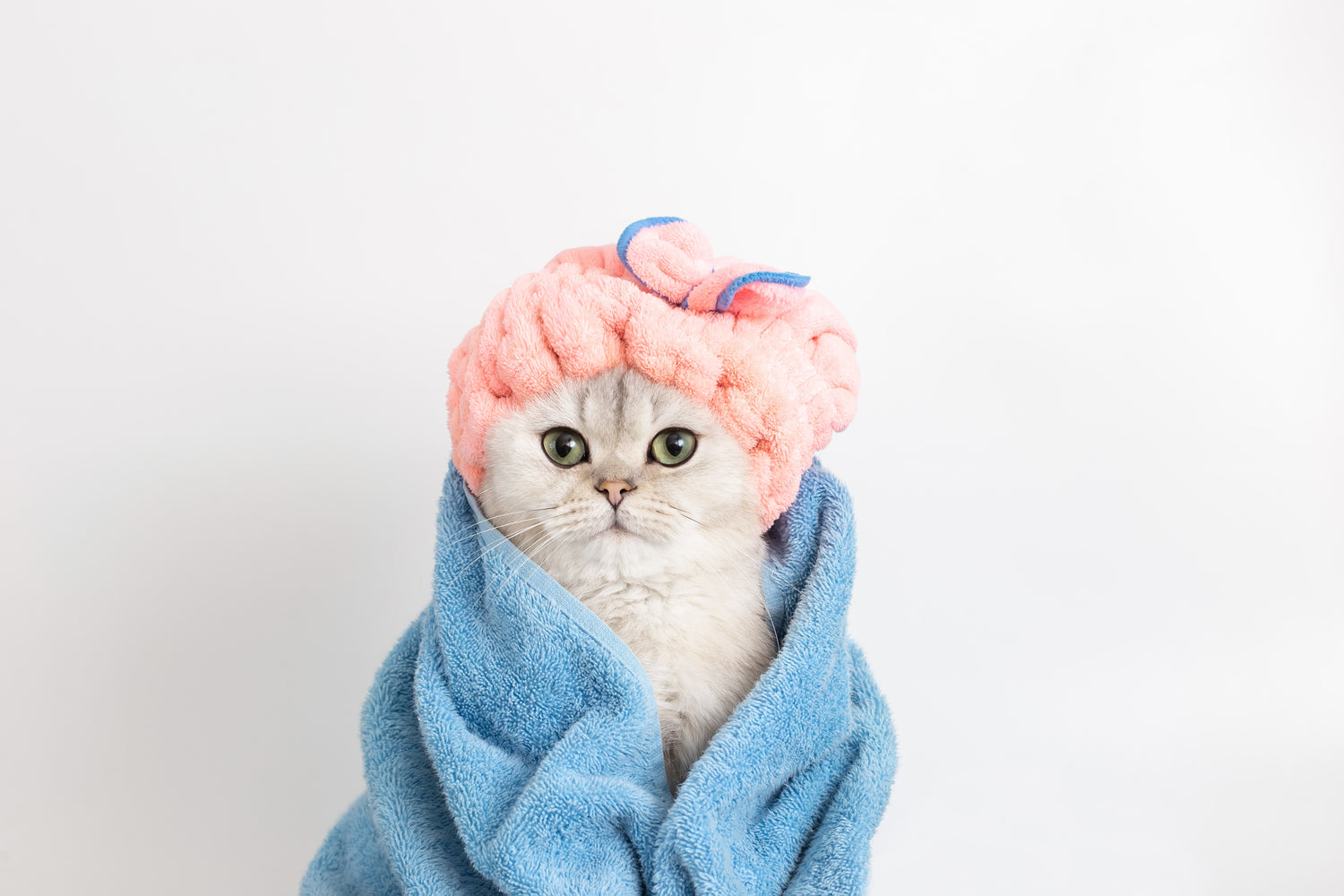 The Bathing Dilemma: How Frequently Should You Bathe Your Cat？