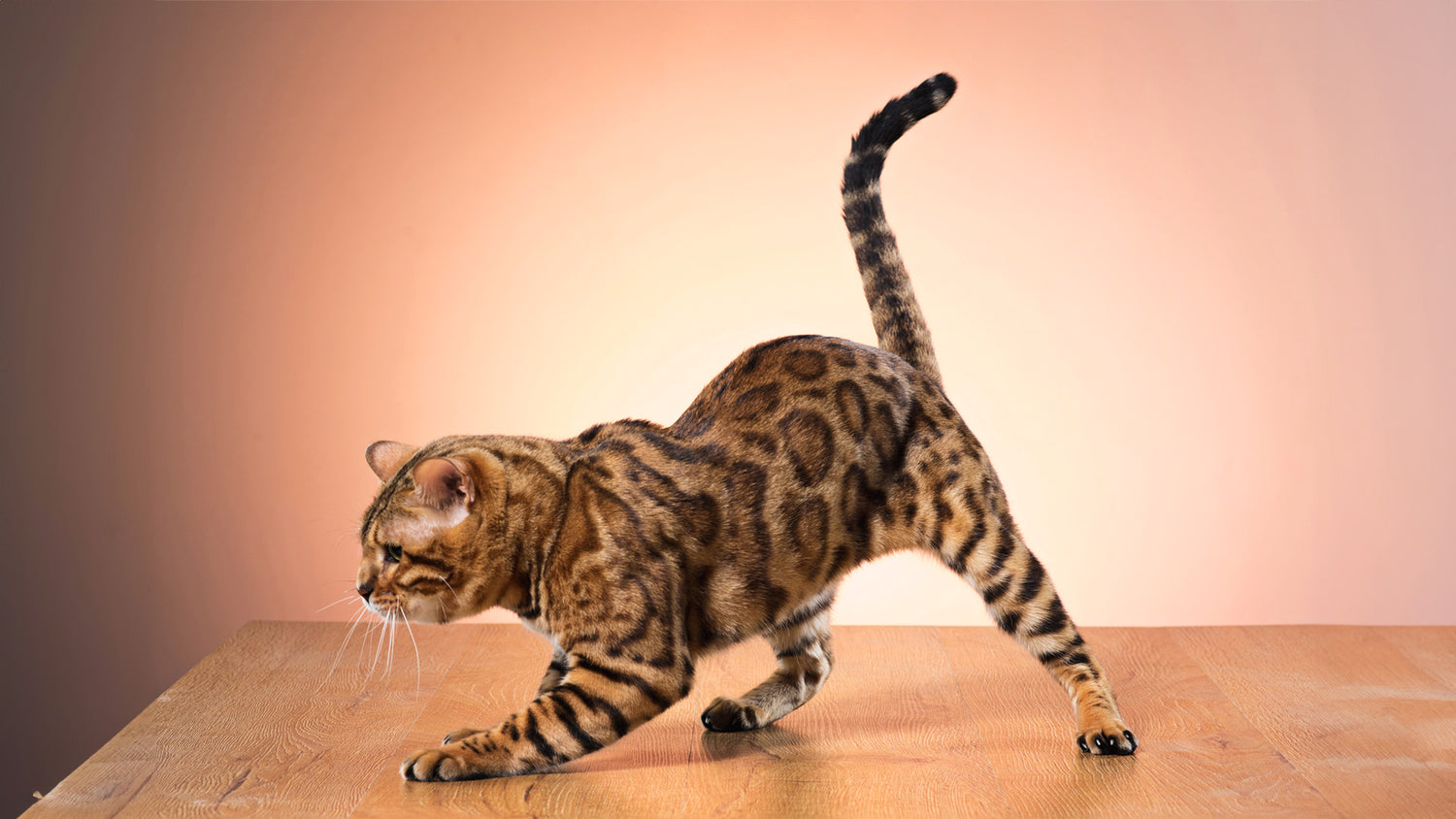 Decoding Cat Behavior: What Do Your Feline's Actions Mean? - Petterm