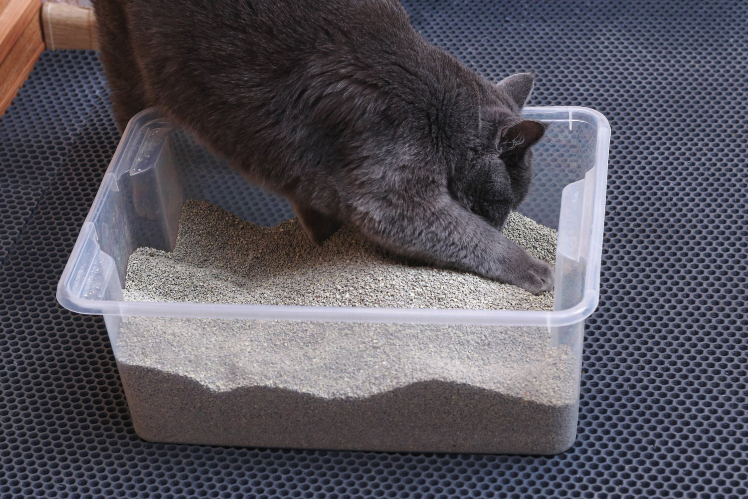 A Guide to Choosing the Right Cat Litter for Your Feline Friend - Petterm