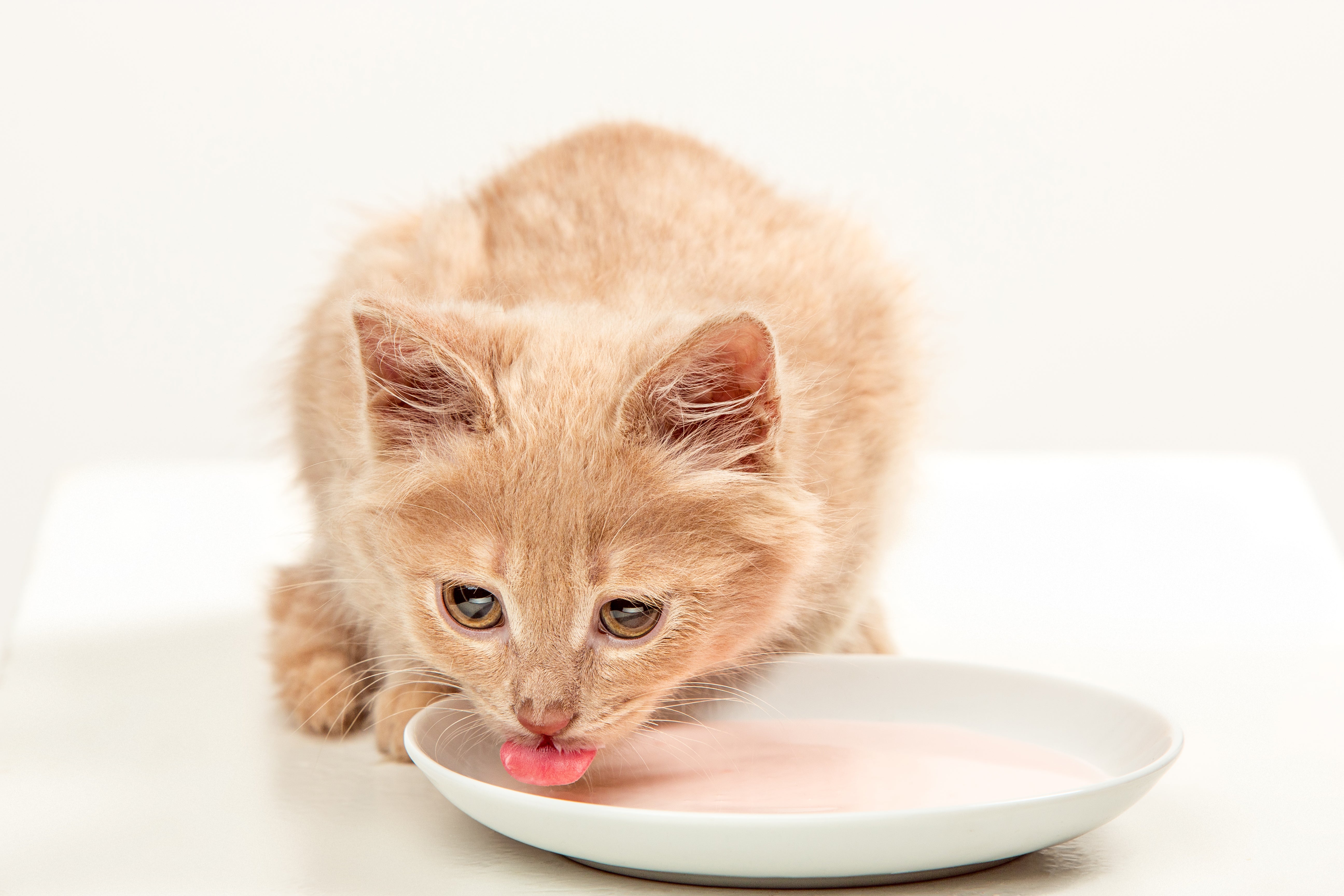 Is cat food shop harmful to humans