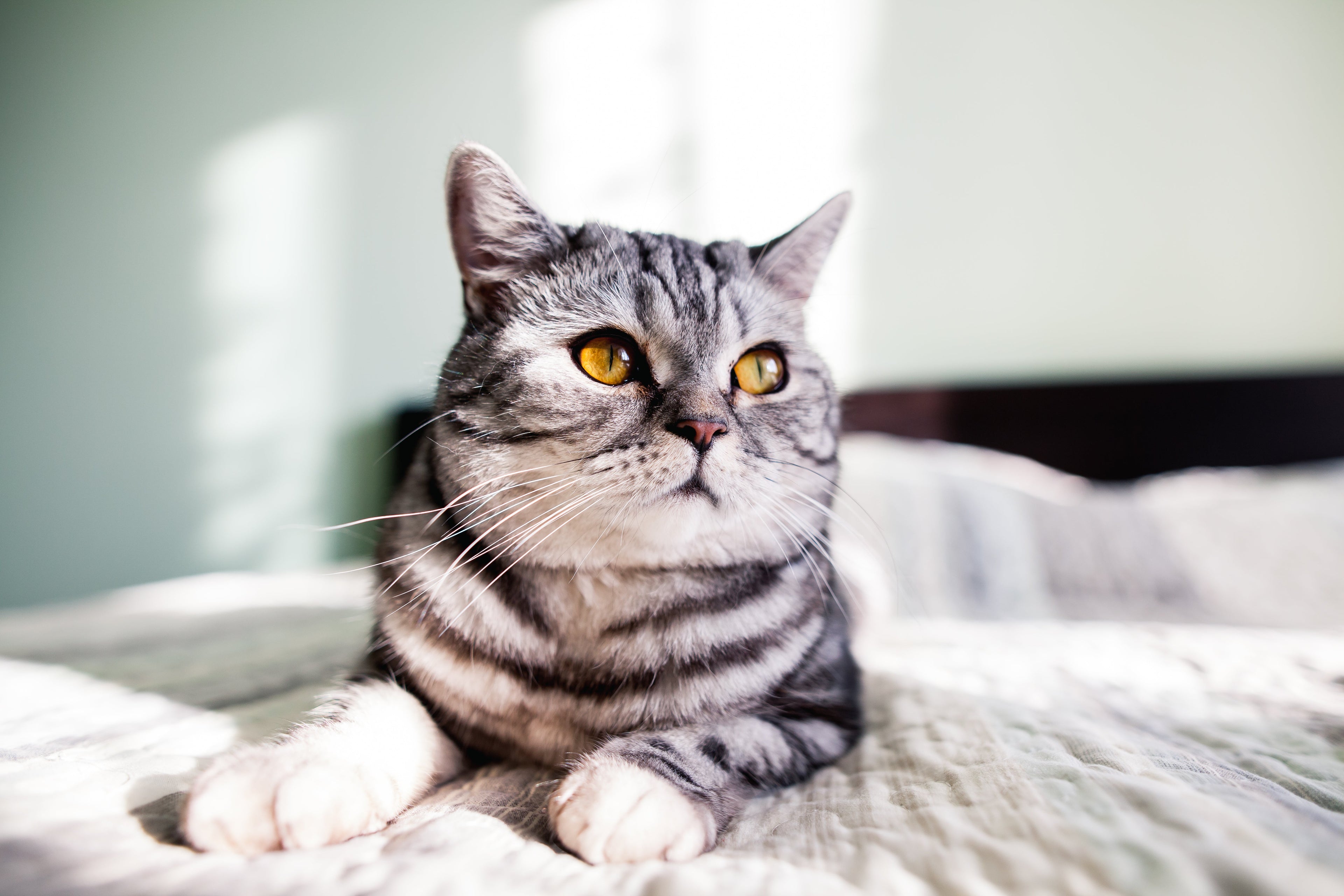 For Cats