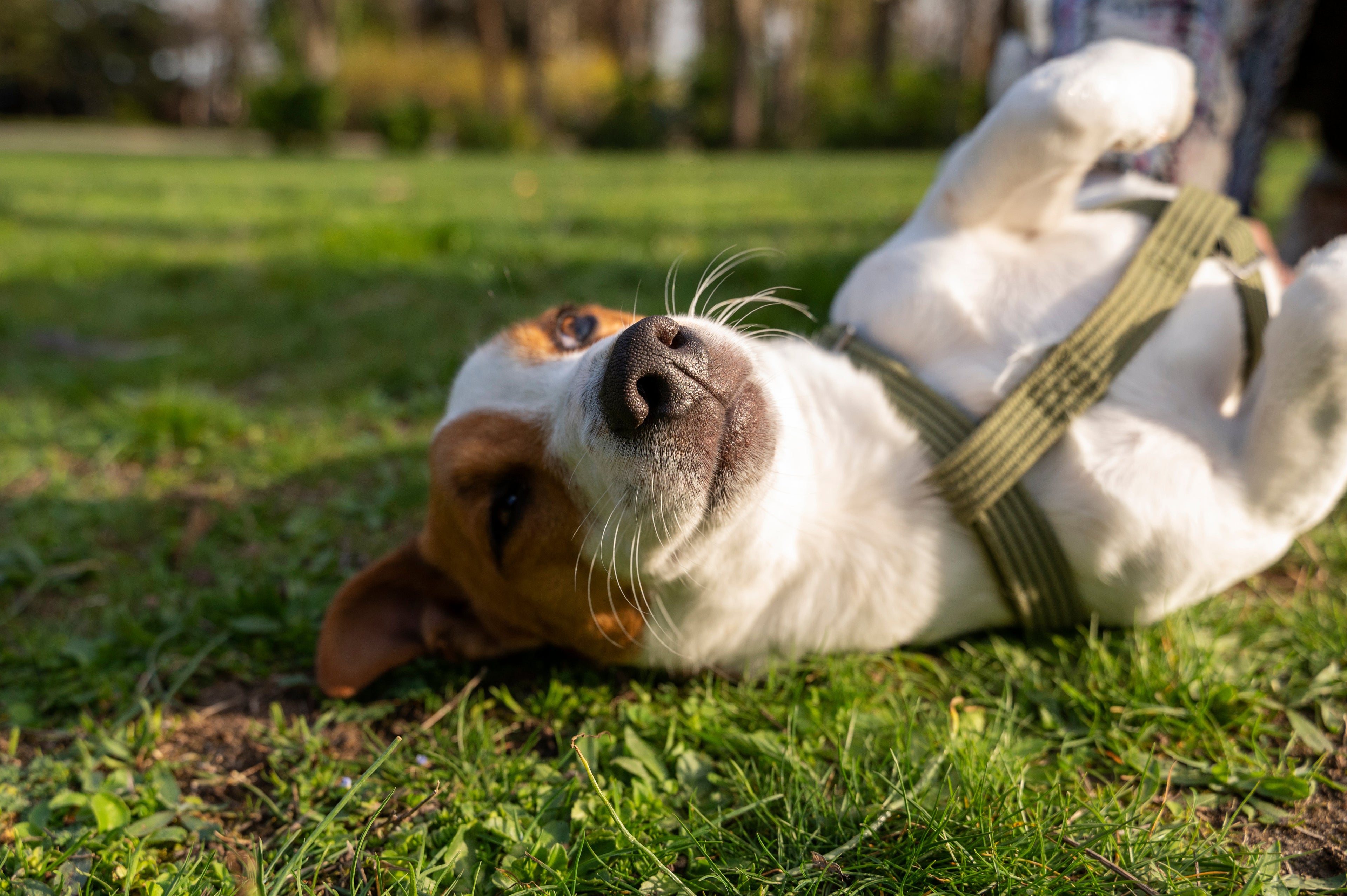 For Dogs